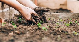 How do I start a Low Cost small Home Garden in 2023