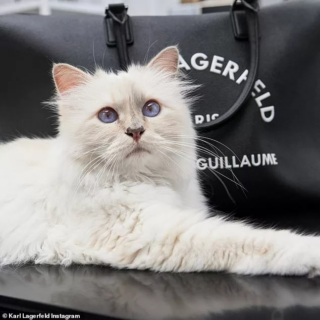 CRAIG BROWN: Is this the most annoying cat in the world?