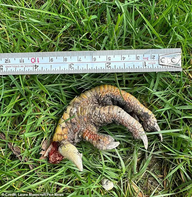 Do YOU know which type of animal this mystery claw belongs to?