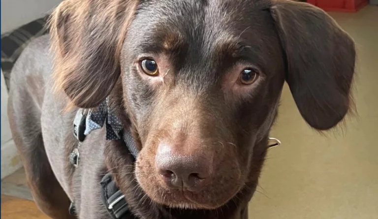 Dog Recovering From Alcohol Withdrawal in UK Rescue