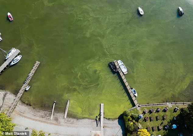 Is there deadly algae near YOU? Interactive map shows lakes and rivers where toxic bacteria is rife