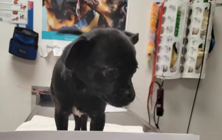 Man arrested for allegedly tossing puppy inside crate in California