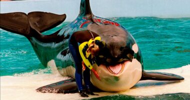 Miami Seaquarium orca Lolita may return to wild after 52 years in captivity