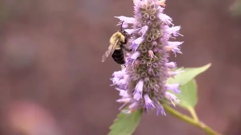 Mountain Brook abuzz after being named ‘Bee City USA’