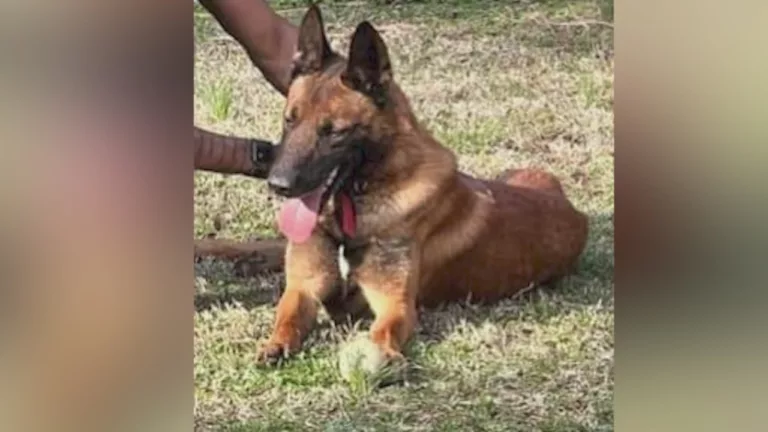 Officer on administrative leave after K-9 goes missing