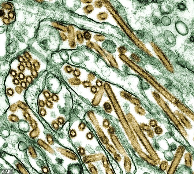 Warning as pet dog dies from bird flu in Canada after eating infected goose