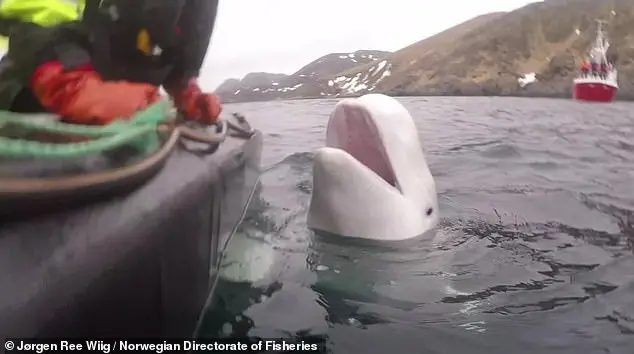 Harness-wearing Beluga whale believed to be a Russian spy is spotted again off Sweden’s coast