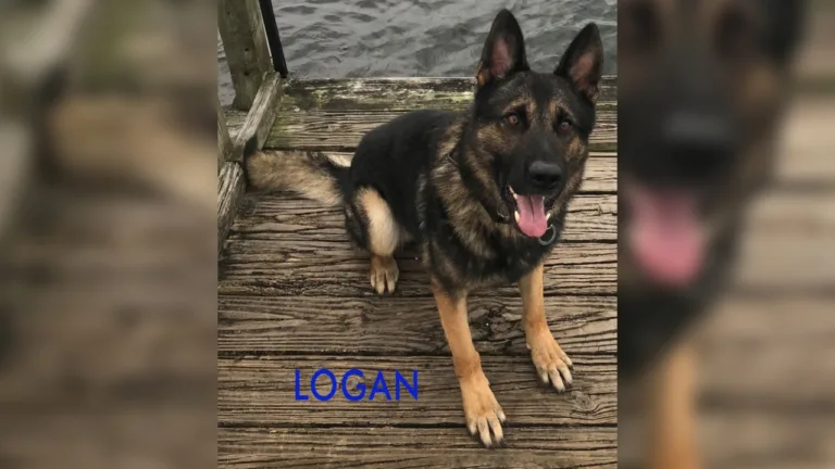 Homeless man crashes stolen police car with K-9 inside in Florida