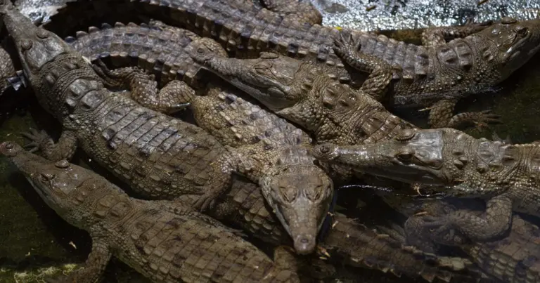 Man killed by 40 crocodiles that “pounced” on him after he fell into enclosure in Cambodia