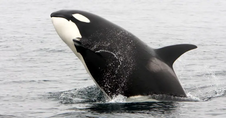 Orcas sank three boats off the coast of Portugal, but don’t call them ‘killer’ just yet