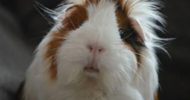 SPCA Tampa Bay will waive adoption fees during its "May the Pocket Pets Be With You" adoption event, May 3-31.