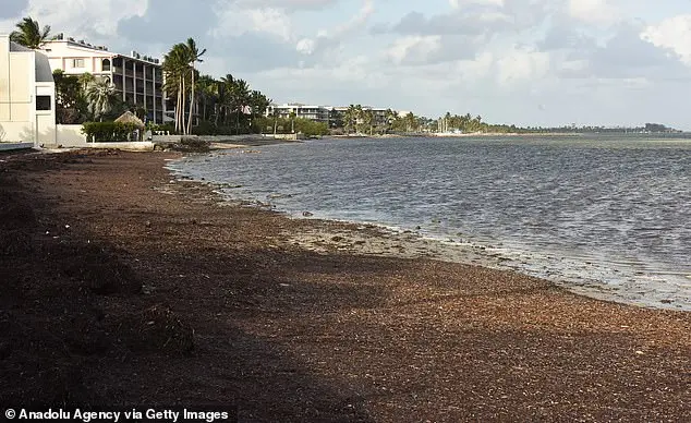 Seaweed washing ashore in Florida has high amounts FLESH EATING bacteria leaky gut syndrome