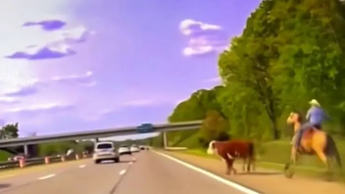 Wrangler goes after runaway cow on busy interstate