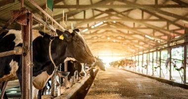 4 Dairy Companies With the Worst Food Quality Practices