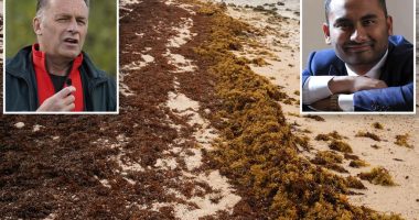 BBC's Amol Rajan apologizes for using slur — about seaweed