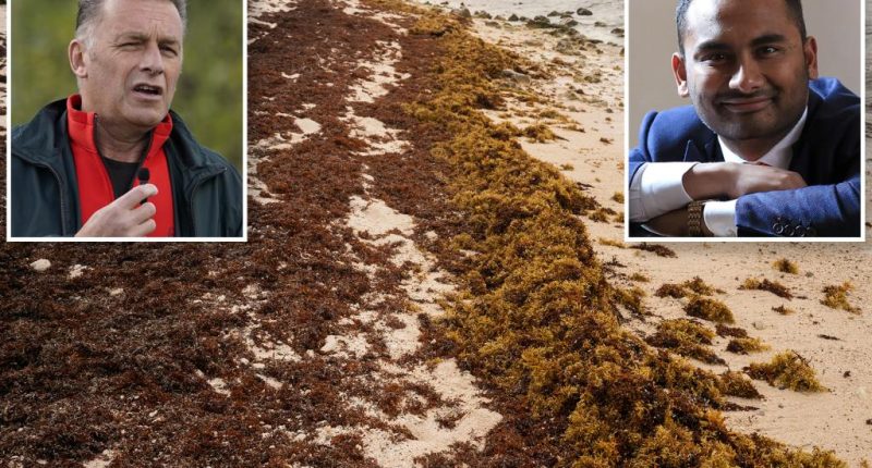 BBC's Amol Rajan apologizes for using slur — about seaweed