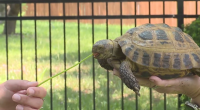 Boy, 7, finds Kansas tortoise lost for nine months