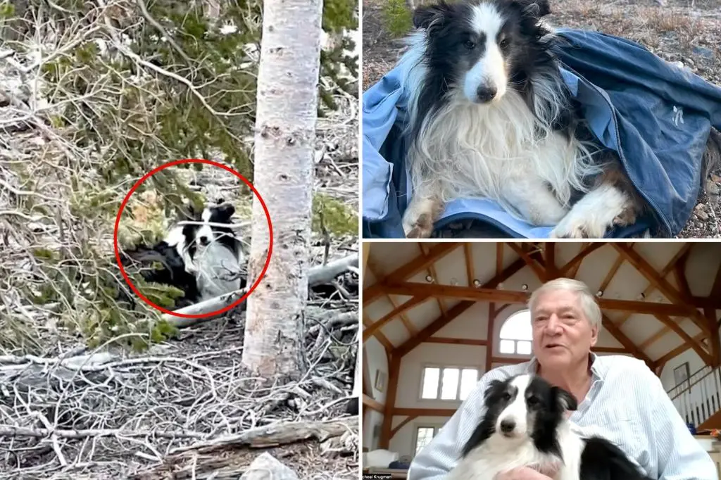 Colorado hiker finds dog missing for 5 weeks in the Rocky Mountains