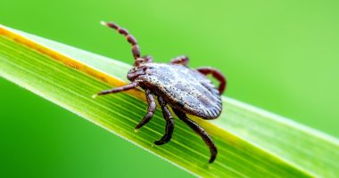 Covid, HMPV, Lyme Disease and more