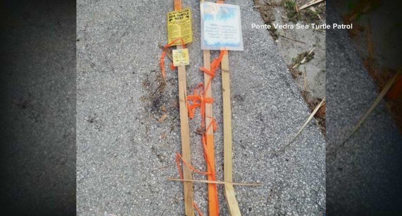 Damaged sea turtle nest found in Ponte Vedra