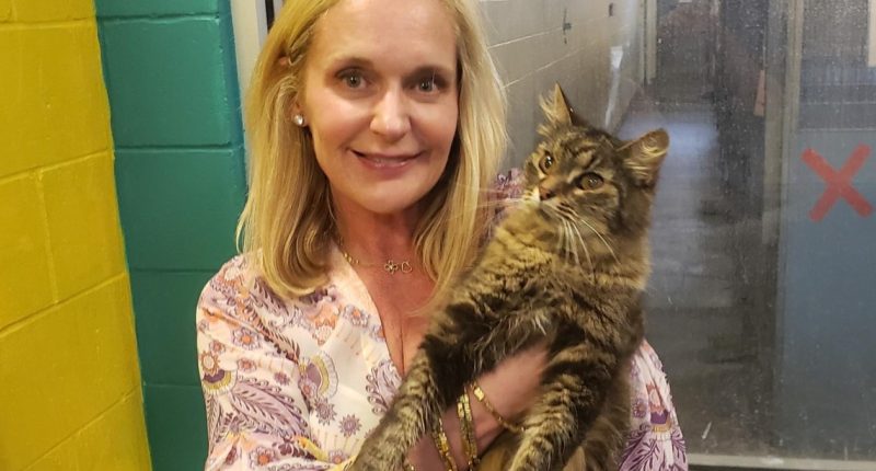 Derek the cat reunited with Jacksonville family after being missing for 11 years