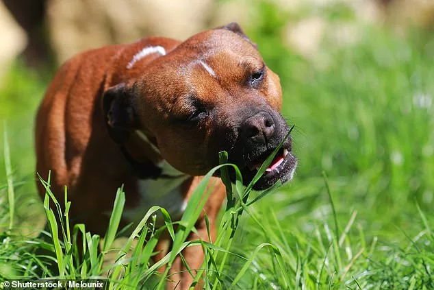 Lorna also says munching on grass can indicate a lack of fibre in their diet and they're looking for more roughage (stock image)