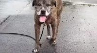 Feel-Good Friday: The Last Walk of 'Mellow,' a Very Good Boy