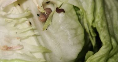 Furious Huddersfield dad told 'veg comes from the ground' after finding 'slugs' in lettuce