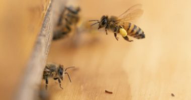Honeybee health blooming at federal facilities across the country