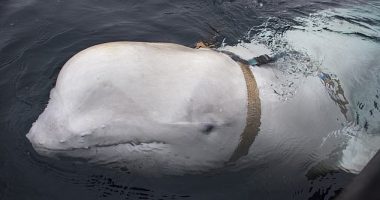 One can only imagine the alarm that set in last week when it emerged an alleged ¿Russian spy¿ named Hvaldimir had been spotted ¿in Swedish waters¿. (Pictured in Norway in 2019).
