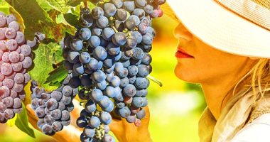 Stopping the rot: Eden Research produces Mevalone, which protects grapes from botrytis or ‘noble rot’