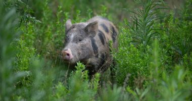 Officers round up hundreds of pigs from overwhelmed Florida animal sanctuary