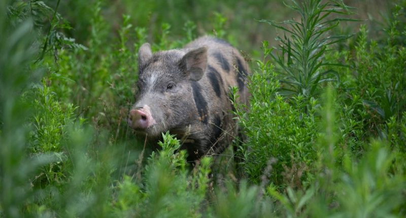 Officers round up hundreds of pigs from overwhelmed Florida animal sanctuary