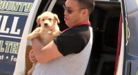 Pilots to the Rescue stops in Greeneville, rescues 32 dog | WJHL