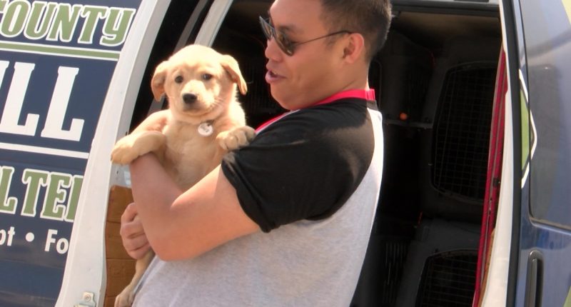 Pilots to the Rescue stops in Greeneville, rescues 32 dog | WJHL