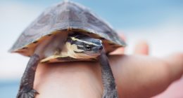 Saving turtles from smugglers in North Dakota