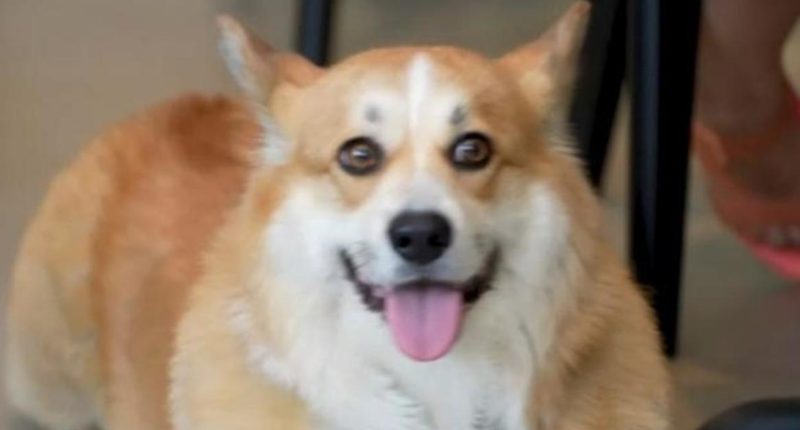 Some NYC dining establishments cater to both dogs and their owners