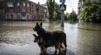 Ukraine counts ‘catastrophic’ environmental cost after dam blast