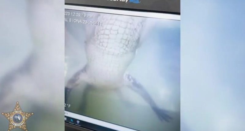 WATCH: Gator grabs underwater drone during marine unit training