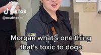 The Upper Canada Animal Hospital went viral on TikTok after having staffers name a few of the things that are toxic to dogs