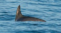 World’s most endangered porpoise hangs on, avoiding extinction in Mexico’s Gulf of California