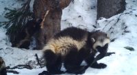 Yosemite wolverine is second one spotted in California in nearly 100 years