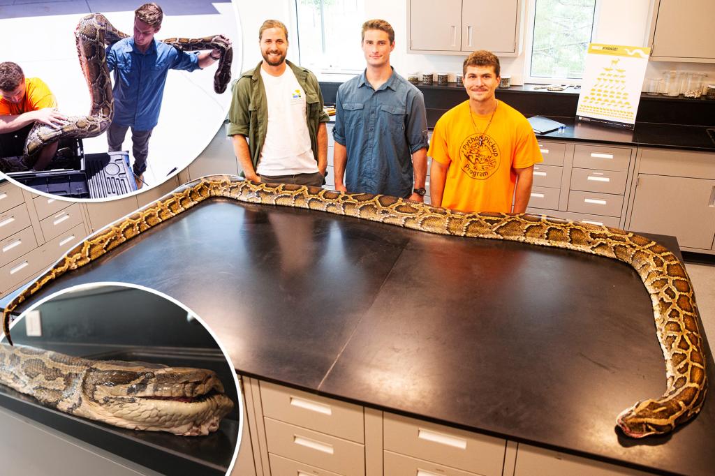 19-foot Burmese python longest ever captured in Florida – Internewscast ...
