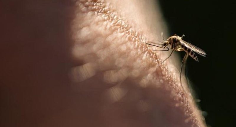 The best ways to stay safe from mosquito-borne illnesses, according to a doctor