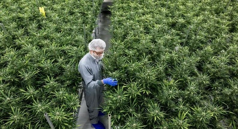 Cannabis Stocks Surge After HHS Recommends Classifying Marijuana As Lower-Risk Drug