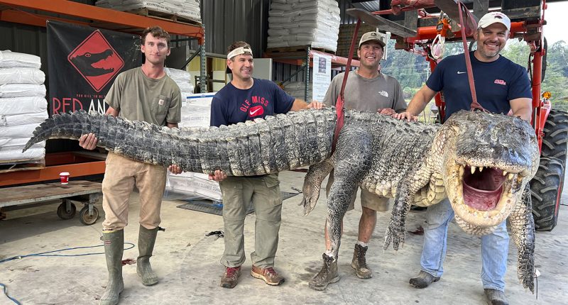 Longest alligator in Mississippi history captured by hunters