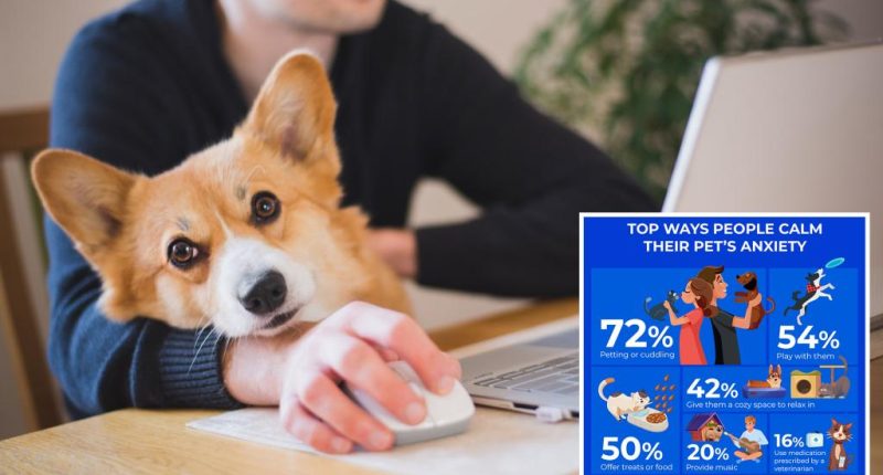 4 in 10 pet owners would take a pay cut to work from home: poll