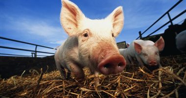 The patient contracted the virus at an agricultural fair last month, where they were exposed to infected pigs
