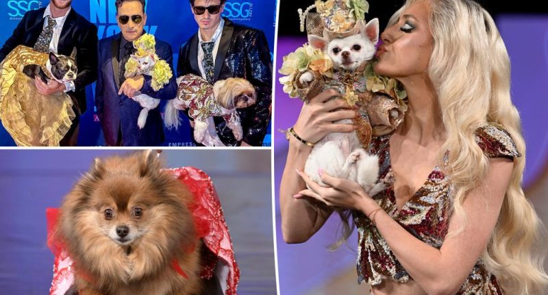 Anthony Rubio's Canine Couture NYFW show put pups in spotlight