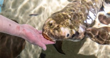 Aquarium fish in San Francisco may be 100 years old, study finds